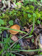 Marasmius cladophyllus