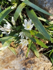 Ornithogalum lanceolatum