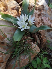 Ornithogalum lanceolatum