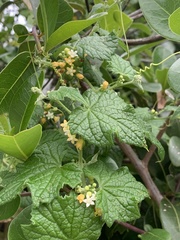 Zehneria scabra