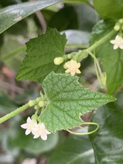 Zehneria scabra