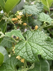 Zehneria scabra