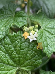 Zehneria scabra