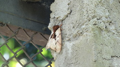 Dirphiopsis multicolor