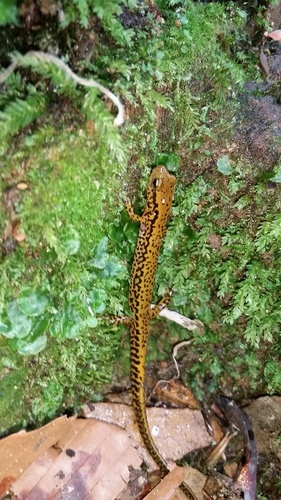 Eurycea longicauda