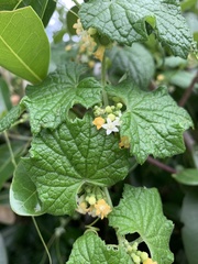 Zehneria scabra