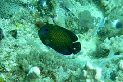 Centropyge multispinis