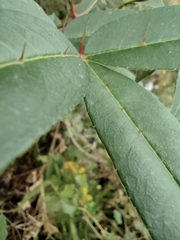 Zanthoxylum armatum