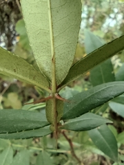 Zanthoxylum armatum