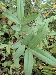 Zanthoxylum armatum