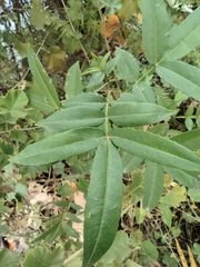 Zanthoxylum armatum