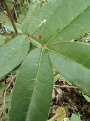 Zanthoxylum armatum