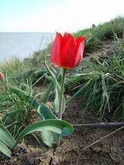 Tulipa gesneriana
