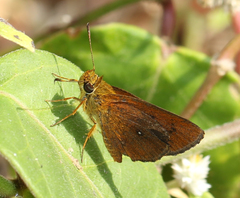 Iambrix salsala luteipalpis