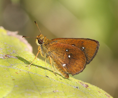 Iambrix salsala luteipalpis