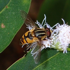 Mesembrius bengalensis