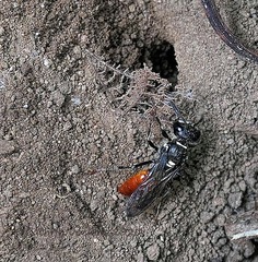 Philanthus loeflingi