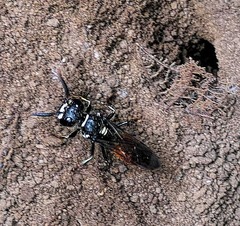 Philanthus loeflingi