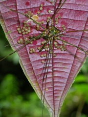 Heteromitobates discolor