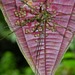 Heteromitobates discolor - Photo (c) Glauco Machado, some rights reserved (CC BY-NC), uploaded by Glauco Machado