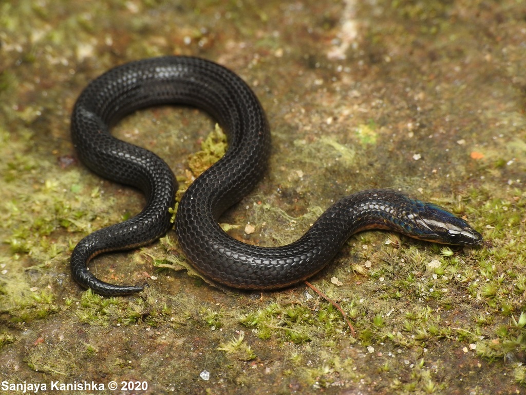Ravana's Rough-Side Snake