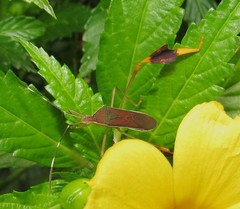 Anisoscelis marginellus