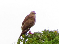 Melierax canorus canorus