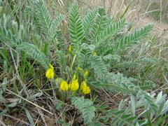 Astragalus buchtormensis