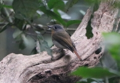 Cyornis pallidipes