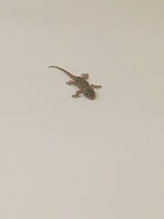 Tarentola mauritanica