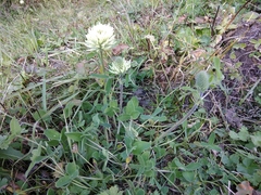 Trifolium trichocephalum