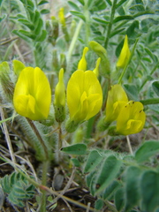 Astragalus buchtormensis