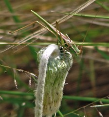 Burgilis curta