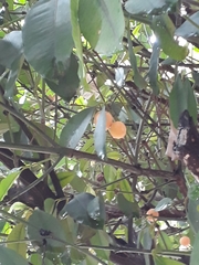 Garcinia macrophylla