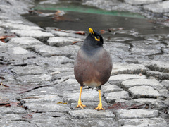 Acridotheres tristis