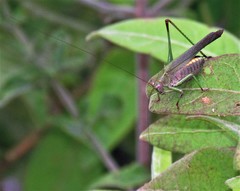 Enthephippion borellii