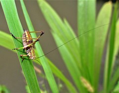 Enthephippion olivaceum