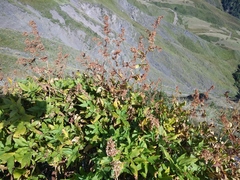 Koenigia panjutinii