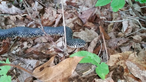 Lampropeltis nigra