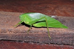 Microcentrum marginatum