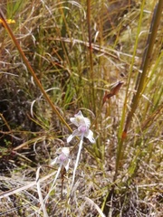 Disa multifida
