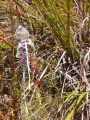 Disa multifida