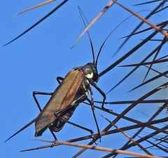 Scaphura elegans