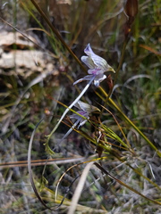 Disa multifida