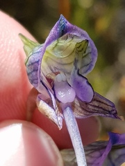 Disa multifida