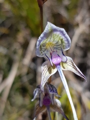 Disa multifida