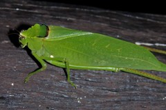 Stilpnochlora incisa