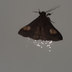 Scopifera lycagusalis