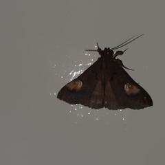 Scopifera lycagusalis