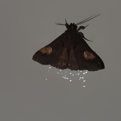 Scopifera lycagusalis